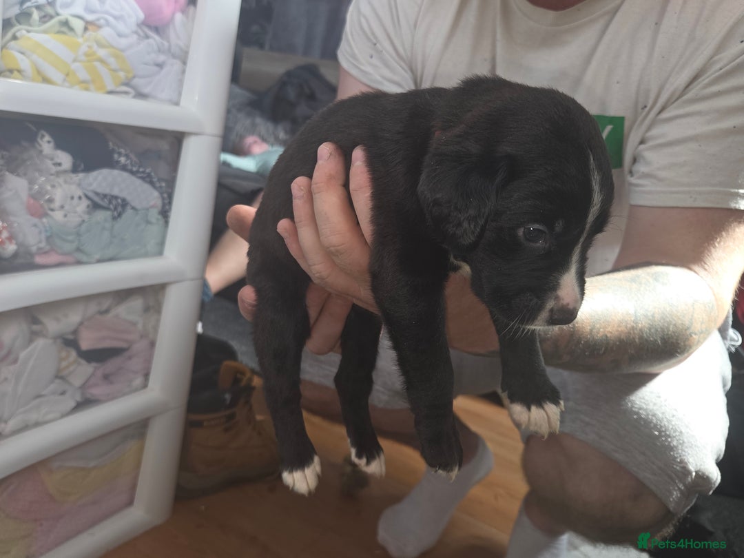 Mixed Breed dogs for sale: Labrador/irish wolf hound  - Image 29