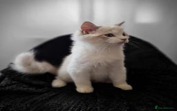 Ragdoll cats for sale: GRAND Champion European Line kittens.FULL PEDIGREE - Image 29