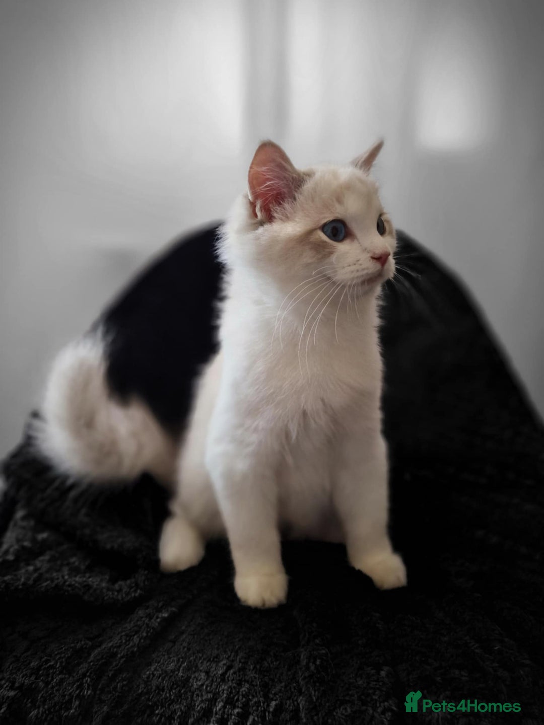 Ragdoll cats for sale: GRAND Champion European Line kittens.FULL PEDIGREE - Image 29