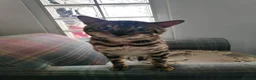 Bengal cats for sale: Beautiful Bengal boy, very sad rehome in Hull - Advert 8