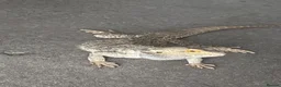 Bearded Dragon reptiles for sale: Bearded Dragon + Enclosure in Peterborough - Advert 2