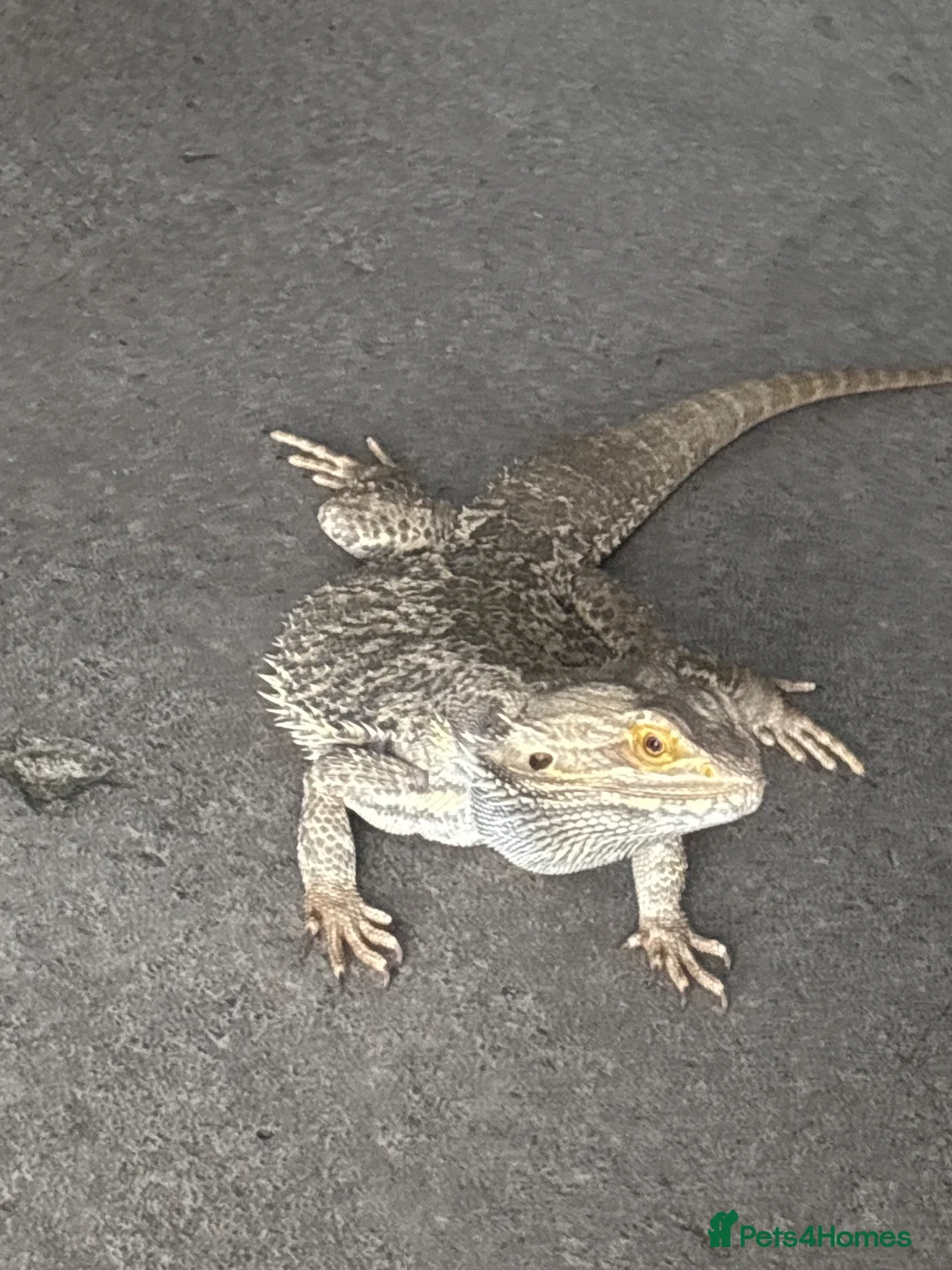 Bearded Dragon reptiles for sale: Bearded Dragon + Enclosure in Peterborough - Advert 2