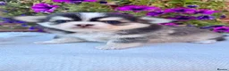 Chihuahua dogs for sale: 🤎🐾🖤Exotic LC RKC Husky Marking Boys🖤🐾🤎 - Advert 7