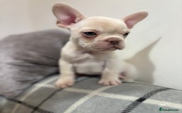 French Bulldog dogs for sale: 3 beautiful pedigree French bulldog puppies  - Image 5