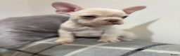French Bulldog dogs for sale: 3 beautiful pedigree French bulldog puppies  - Advert 5