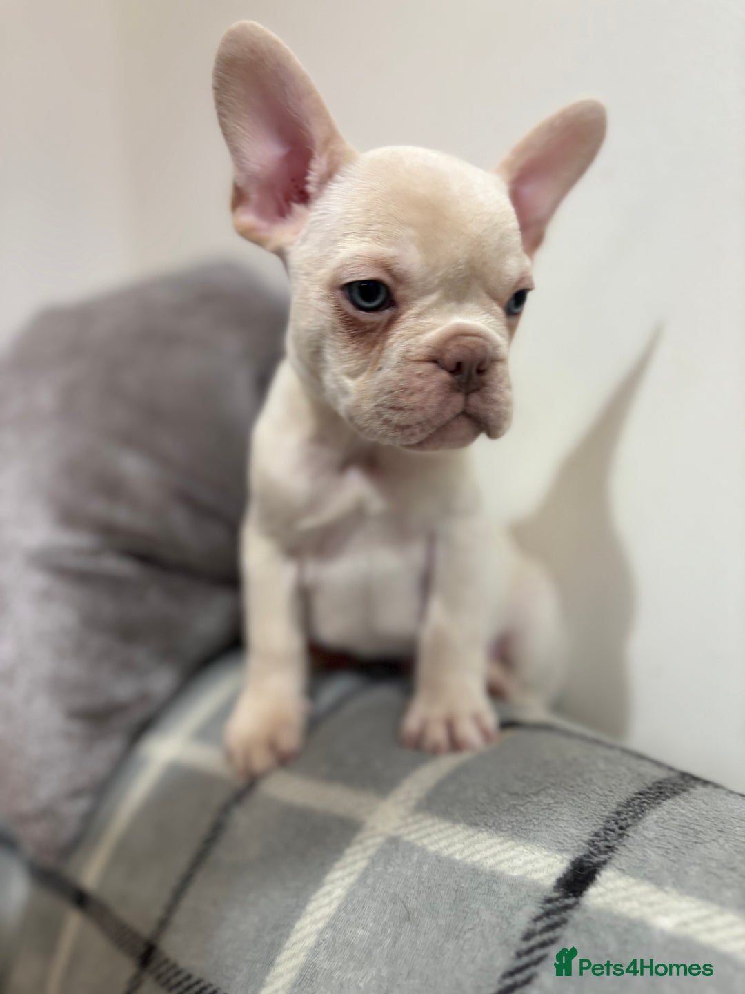 French Bulldog dogs for sale: 3 beautiful pedigree French bulldog puppies  - Image 5