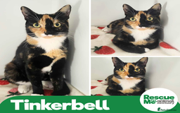 Mixed Breed cats for adoption: Tinkerbell - sweet but shy girl - Image 1