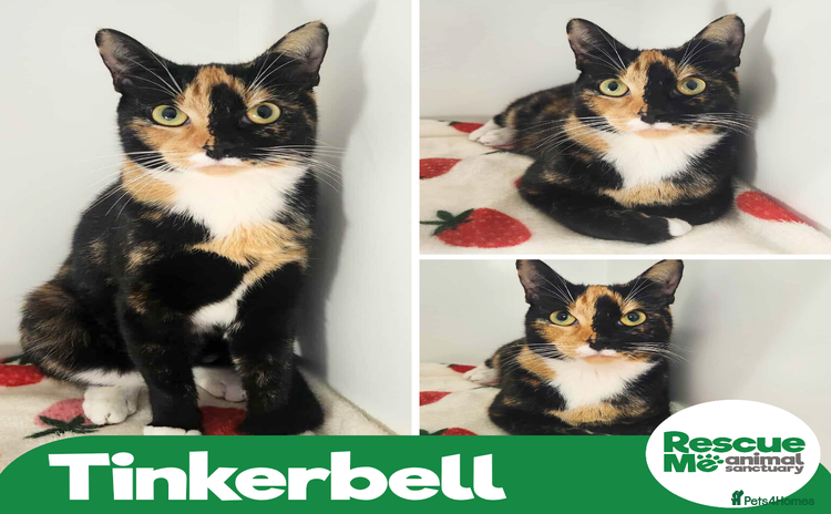 Mixed Breed cats - Advert 16