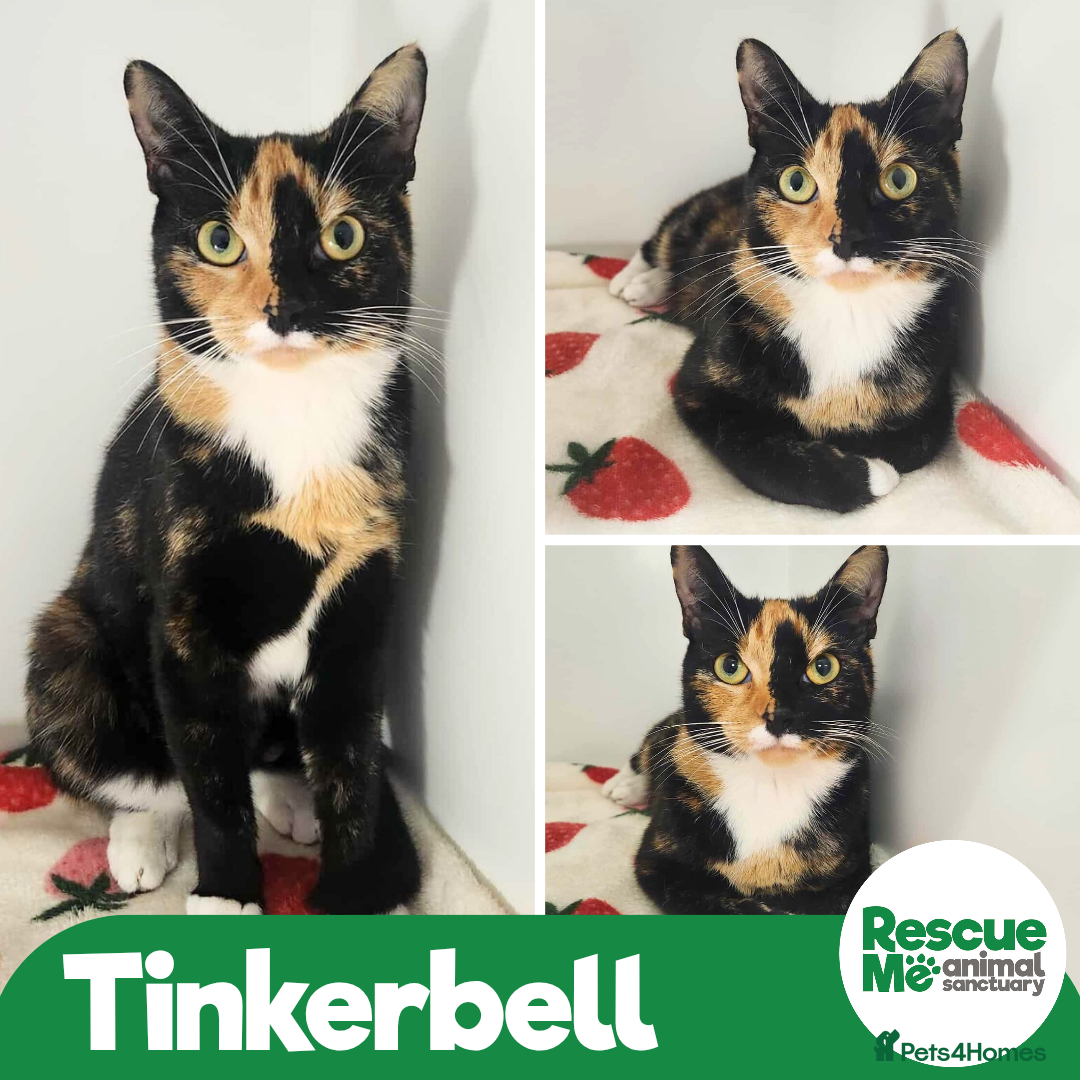 Mixed Breed cats for adoption: Tinkerbell - sweet but shy girl - Image 1