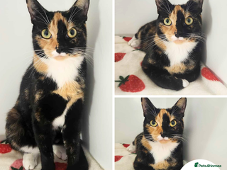 Mixed Breed cats - Advert 2