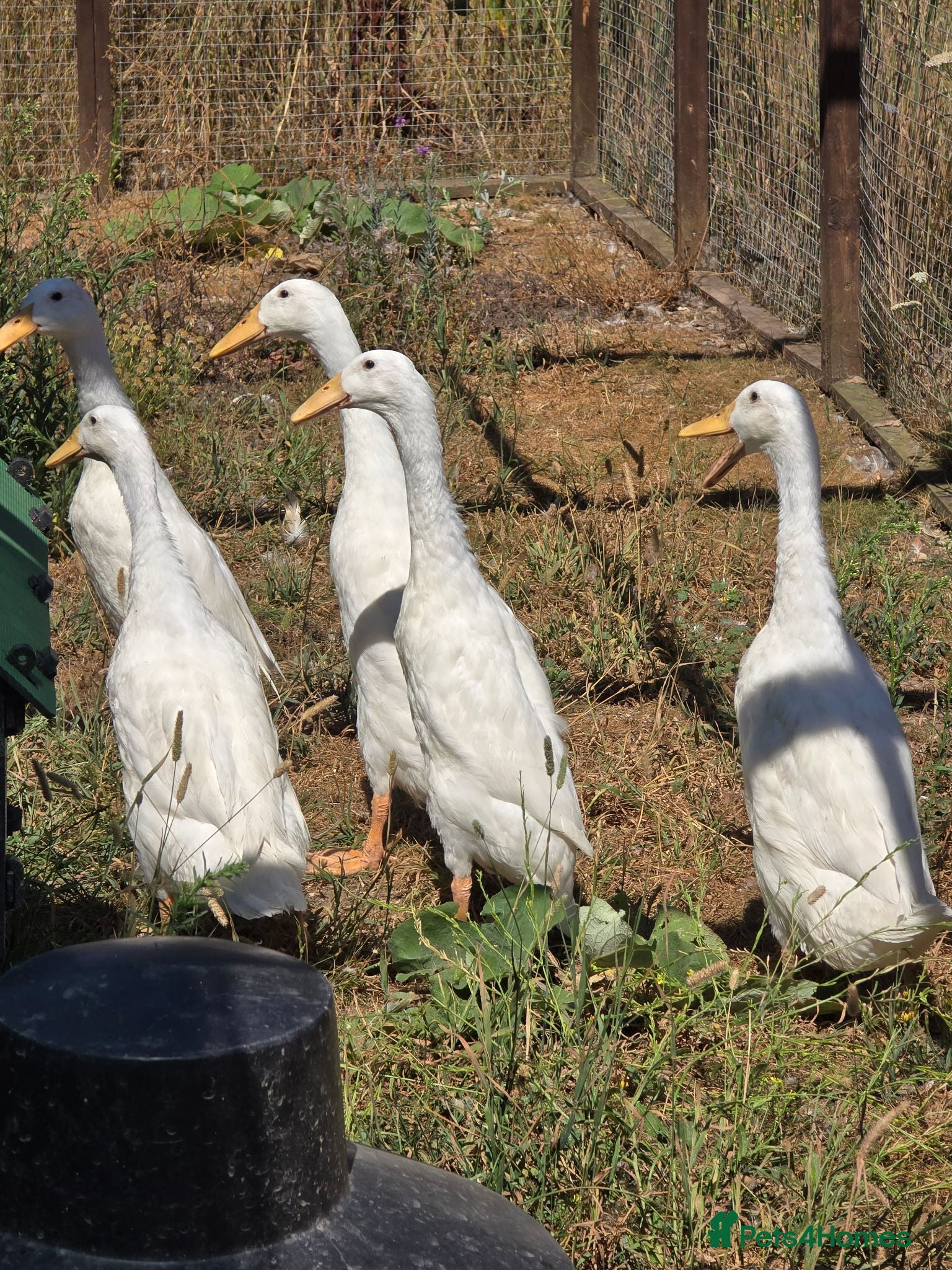 Ducks poultry White Indian Runner ducks - Advert 2