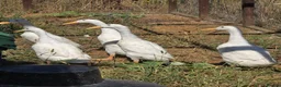 Ducks poultry for sale: White Indian Runner ducks - Advert 1
