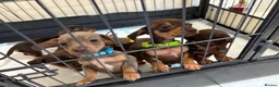 Miniature Dachshund dogs for sale:  Ready To Leave❤️Miniature Dachshund Puppies  - Advert 6