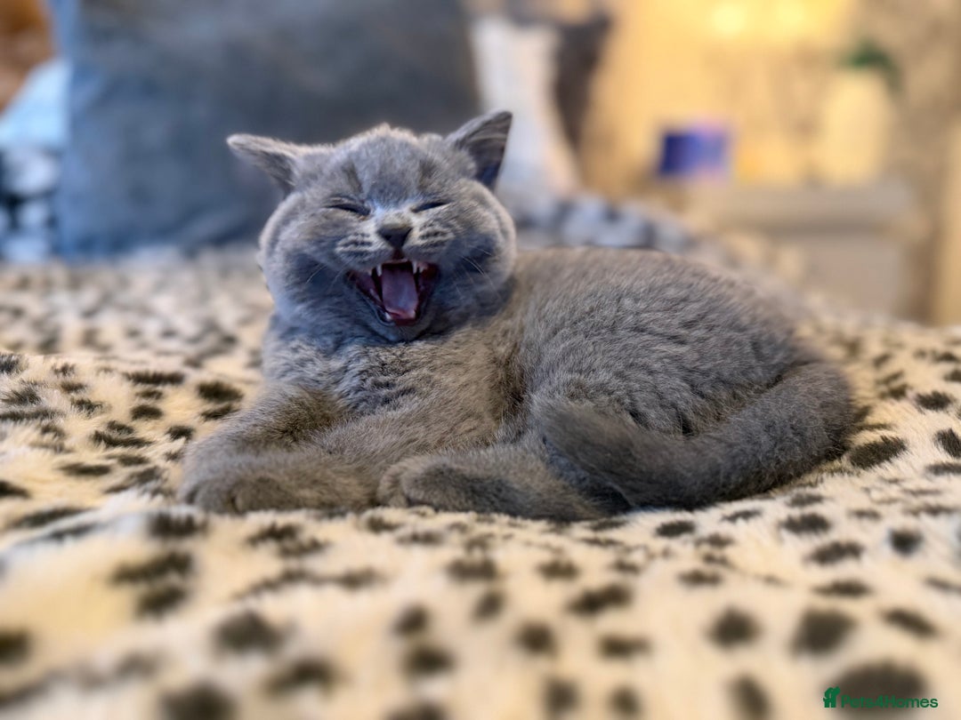 British Shorthair cats for sale: 3 Plush British shorthair kittens ❤️ - Advert 7