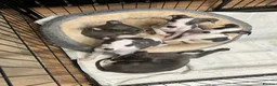 Whippet dogs for sale: BLUE KC WHIPPETS ready to leave now - Advert 9