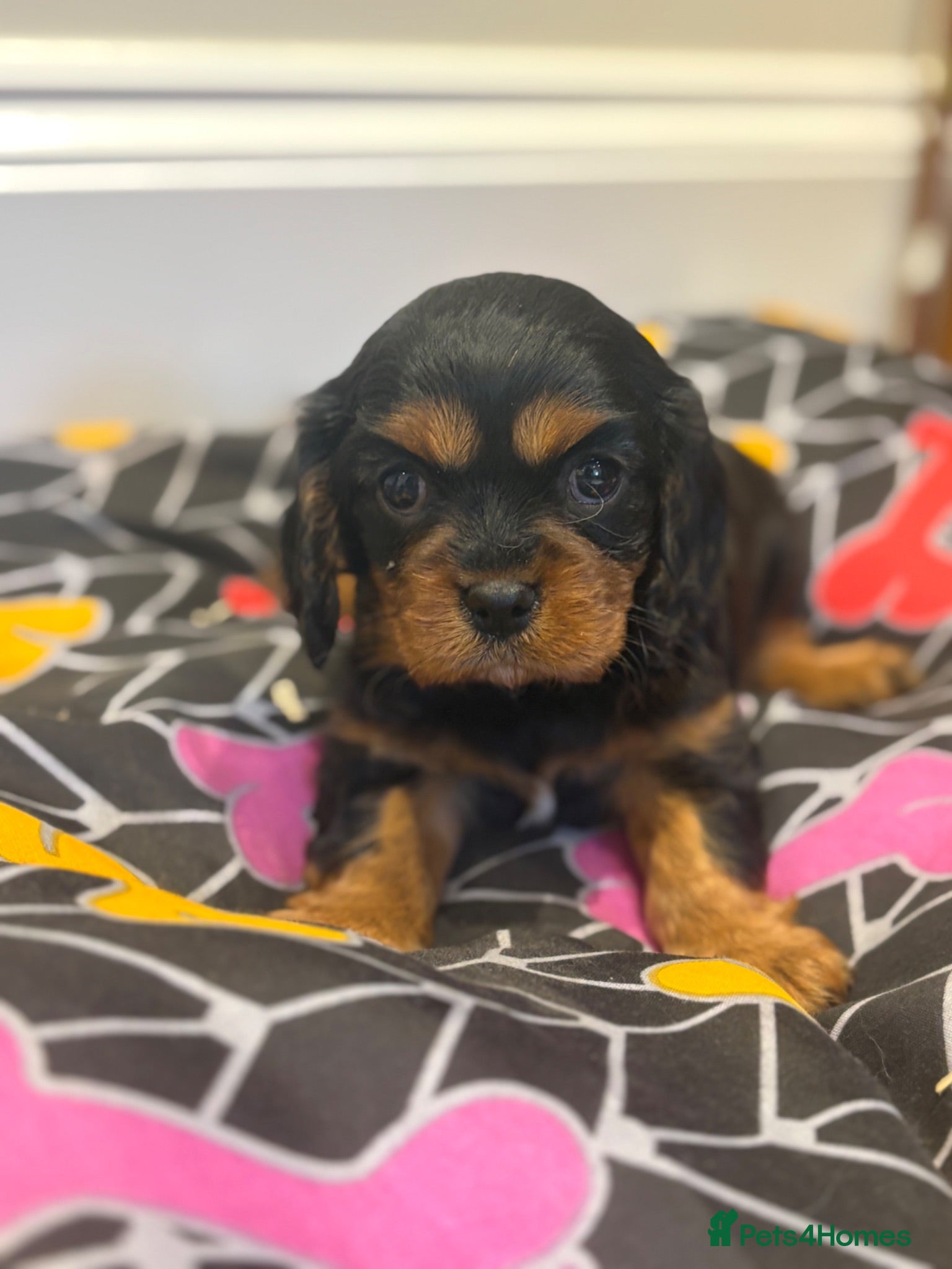Cavalier King Charles Spaniel dogs Beautiful extensively health tested pure cavaliers - Advert 1