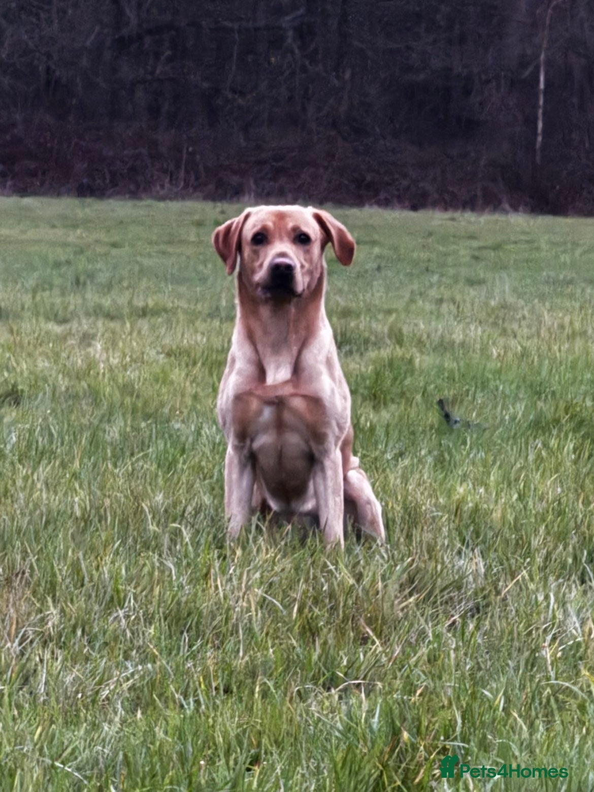 Labrador Retriever dogs 1 year old working lab  - Advert 7