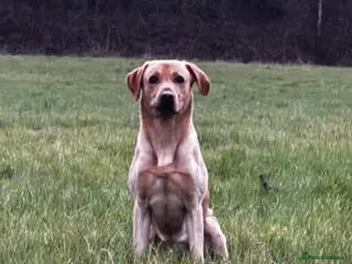 Labrador Retriever dogs 1 year old working lab - Advert 7