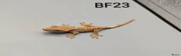 Gecko reptiles for sale: Red harlequin crested gecko  - Advert 2