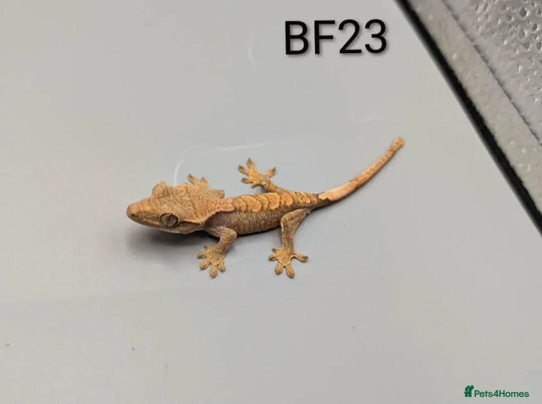 Gecko reptiles for sale: Red harlequin crested gecko  - Advert 2