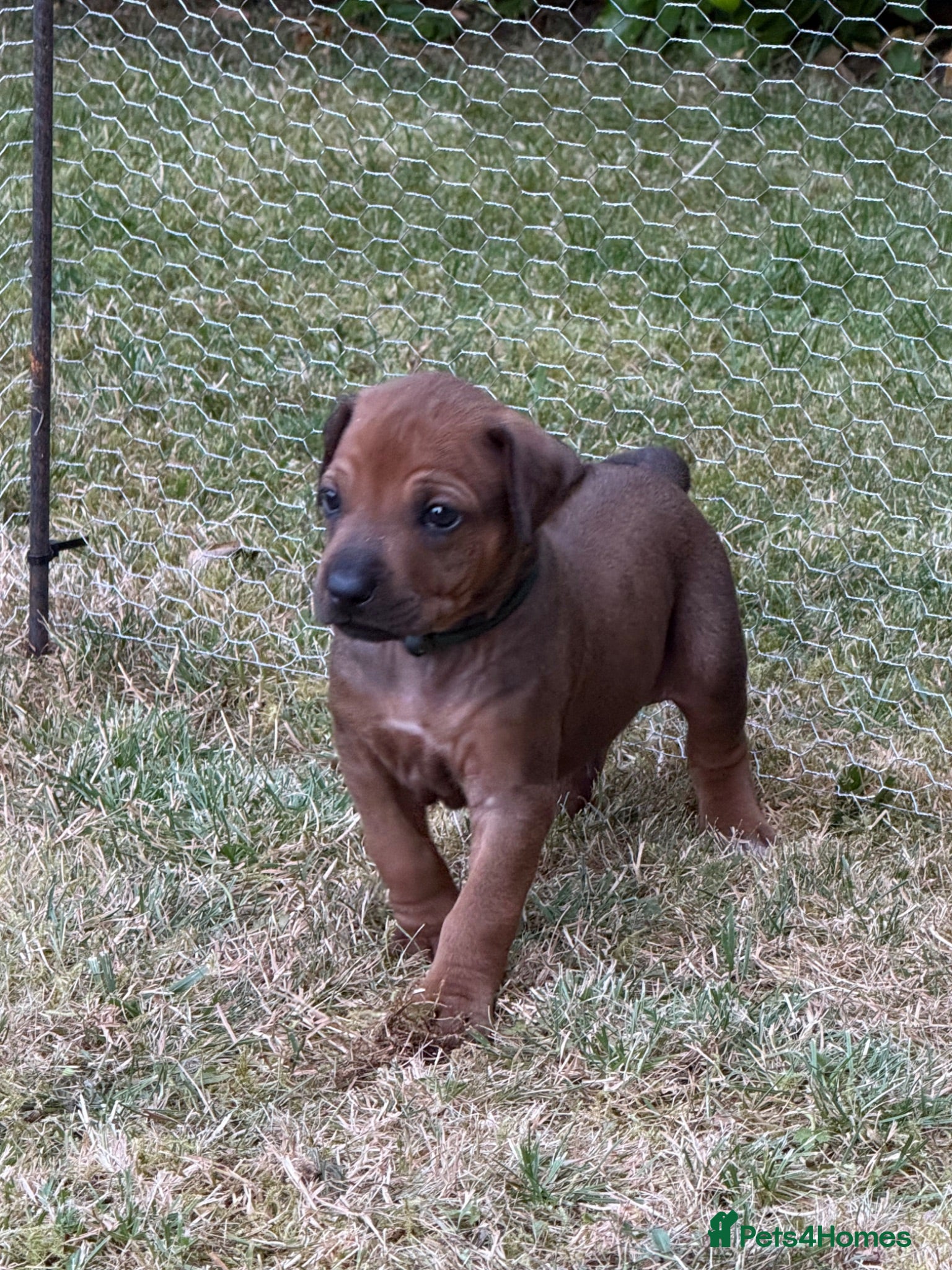 Rhodesian Ridgeback dogs Rhodesian Ridgeback puppies born 21st June 2026 - Advert 16