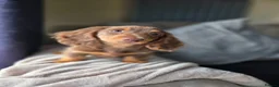 Miniature Dachshund dogs for sale: ❤️Miniature dachshund puppies❤️ - Advert 9