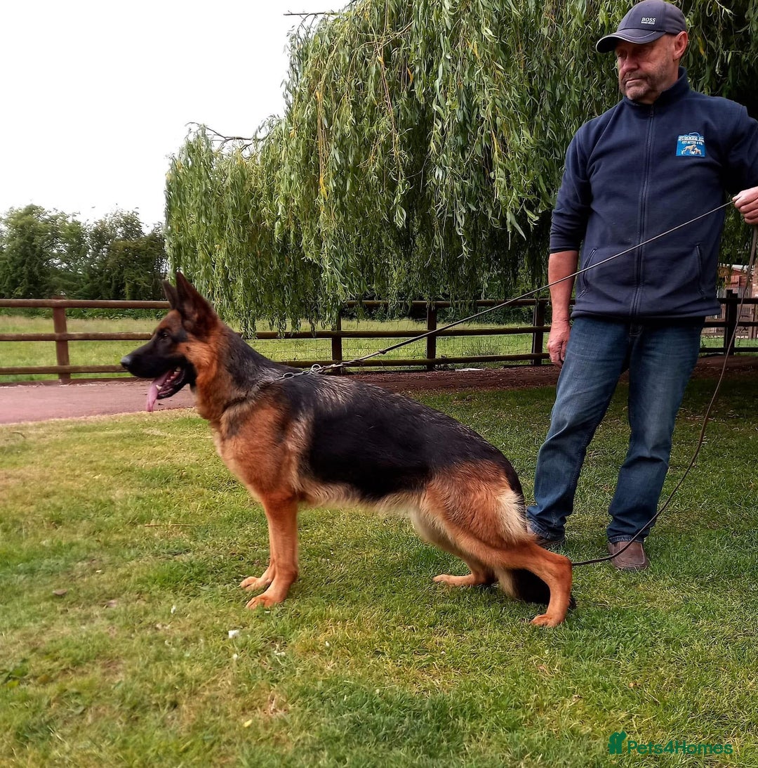 German Shepherd dogs for sale: World class German Shepherd for sale  - Image 9