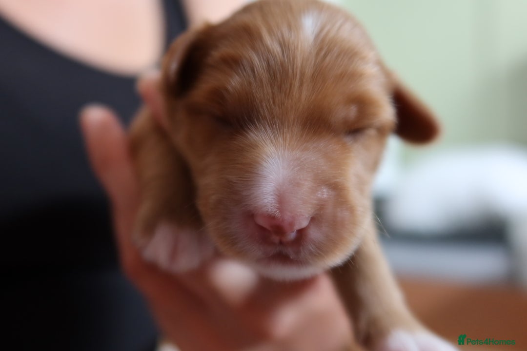 Aussiedoodle dogs for sale: Australian Labradoodles  in Middlesbrough - Image 17