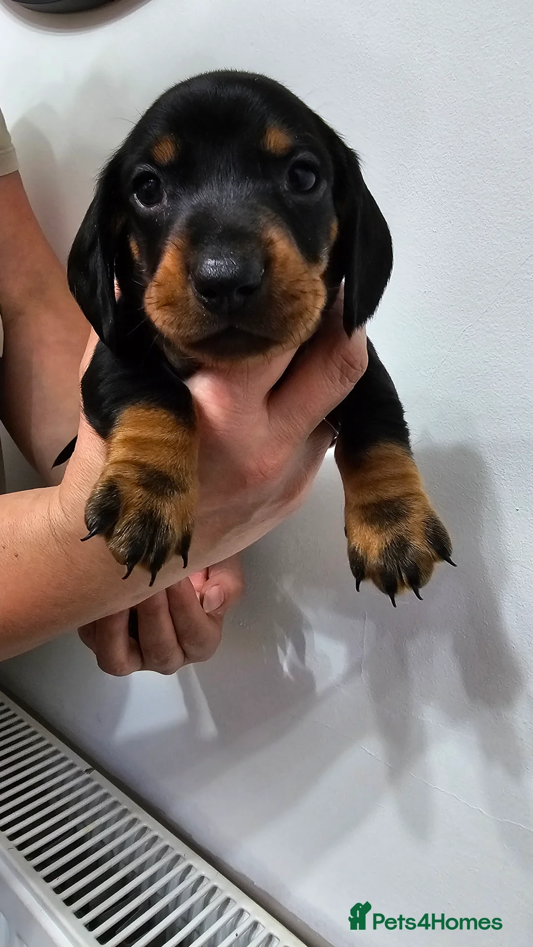 Dachshund dogs for sale: Ready Now ! KC Standard Dachshund puppies!  - Advert 14