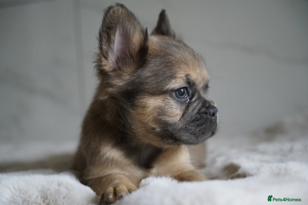 French Bulldog dogs for sale: Exceptional Fluffy French Bulldog Puppies - Image 31