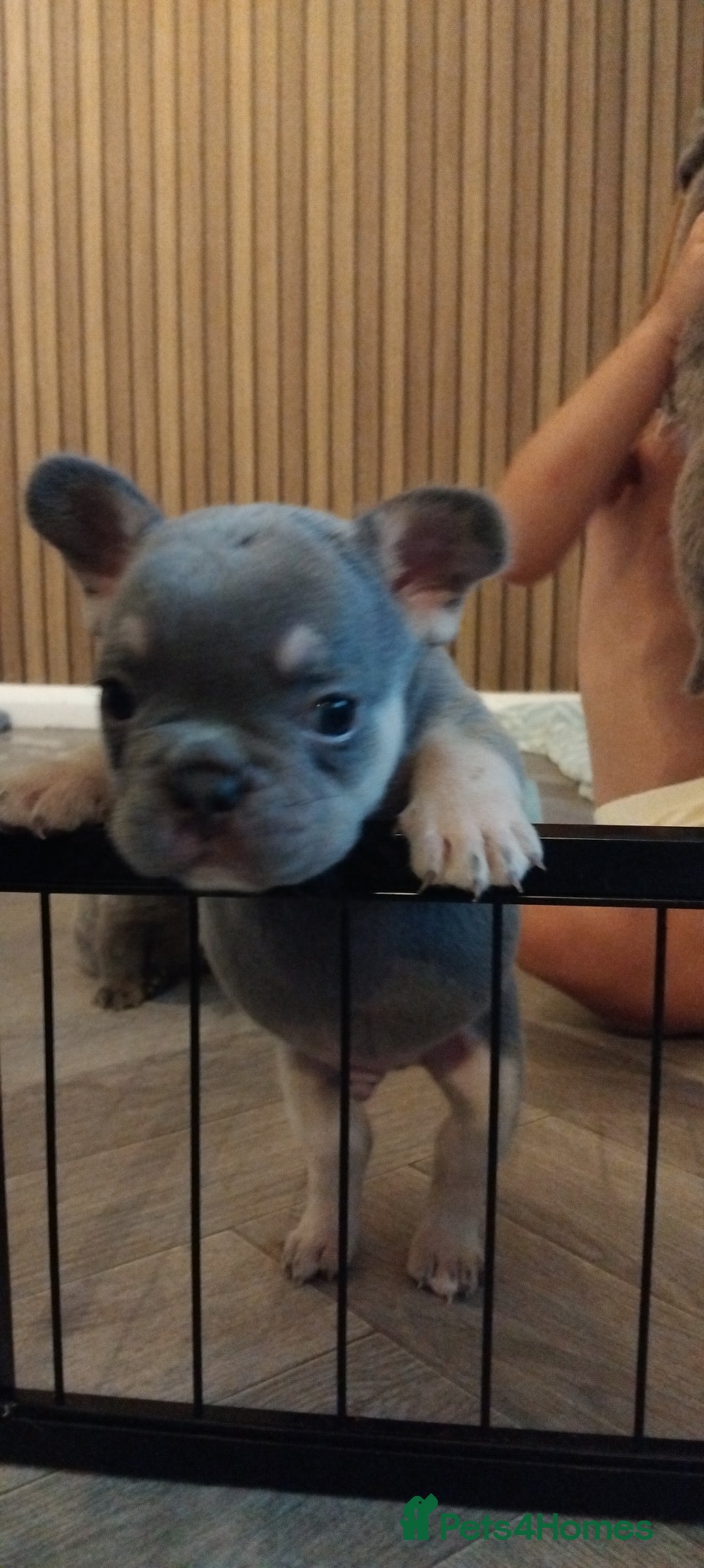 French Bulldog dogs for sale: French bulldog FLUFFY pups - Image 11