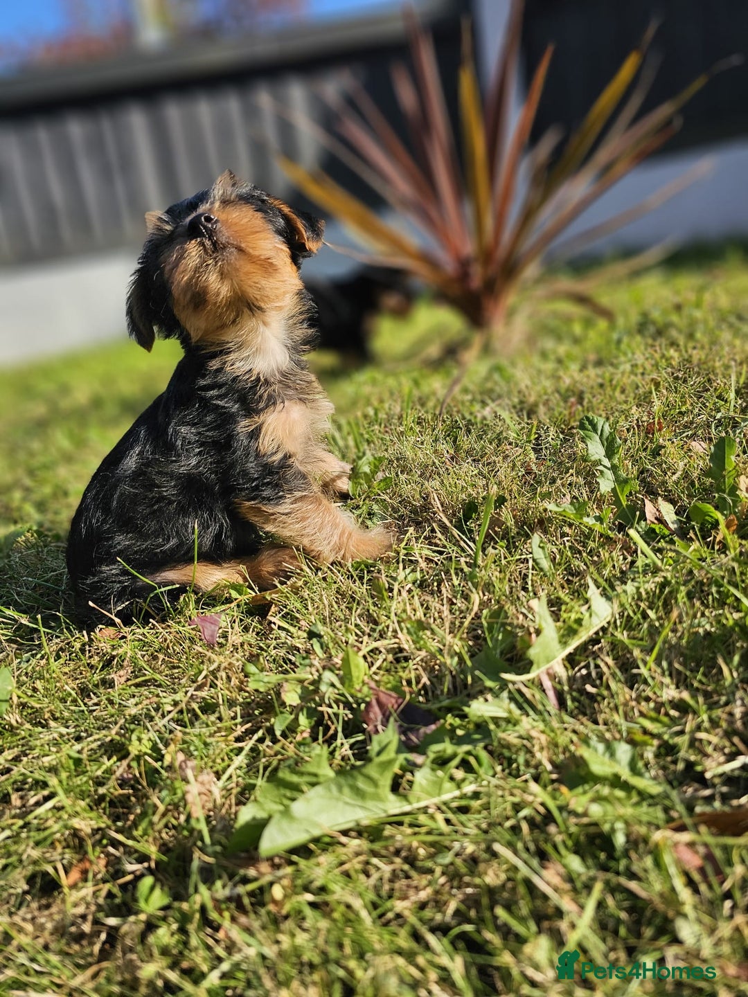 Yorkshire Terrier dogs for sale: Cute  Yorkshire terriers  - Image 10
