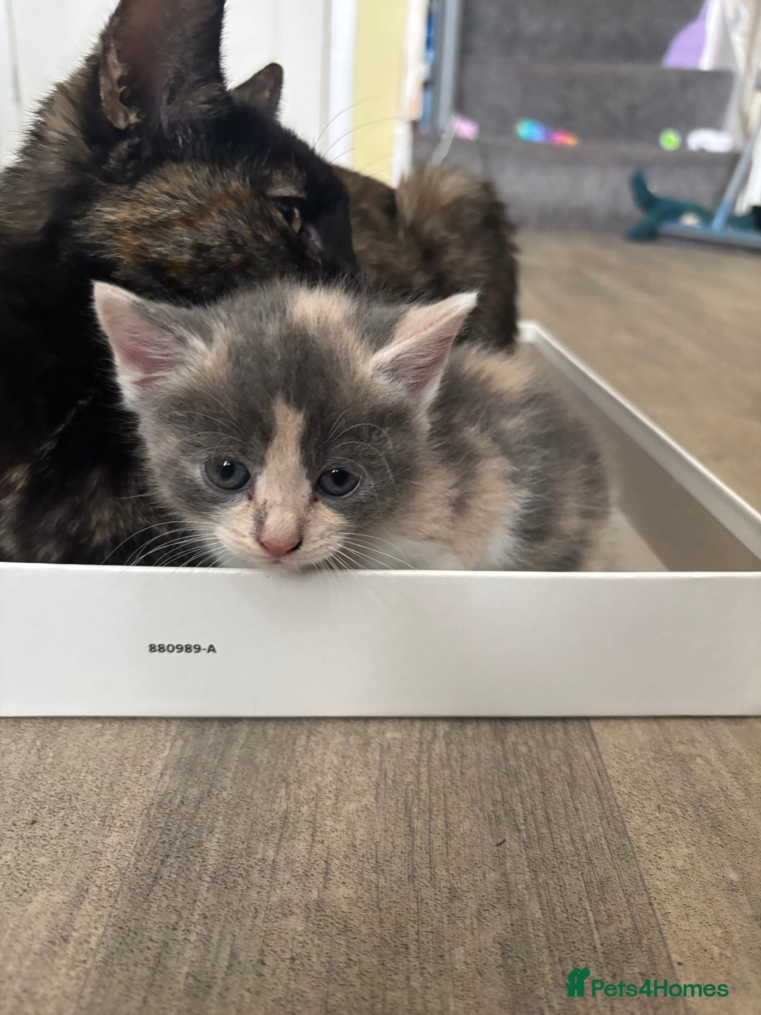 Domestic Shorthair cats for sale: Beautiful shorthair mixed colour kittens  - Image 20