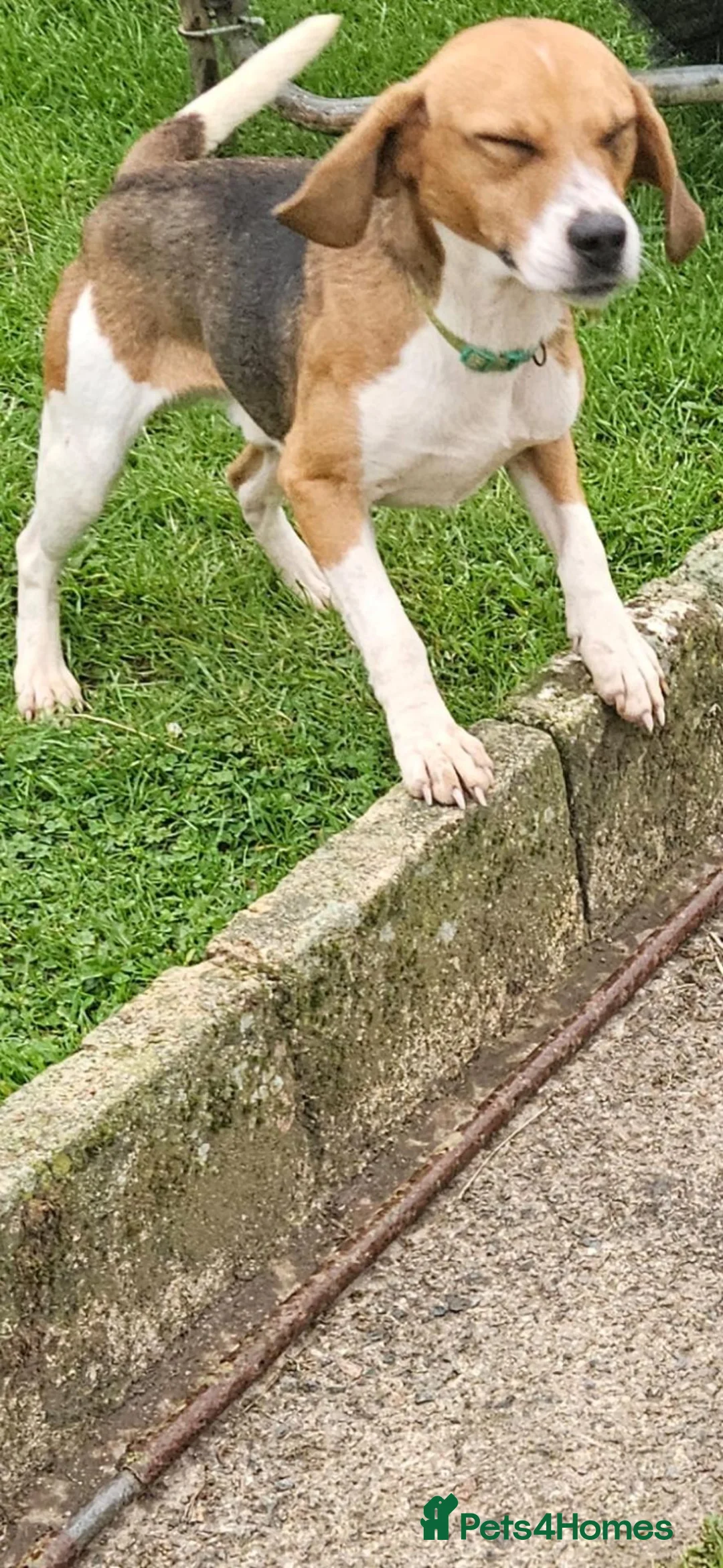 Beagle dogs for sale: Male Beagle. - Advert 2