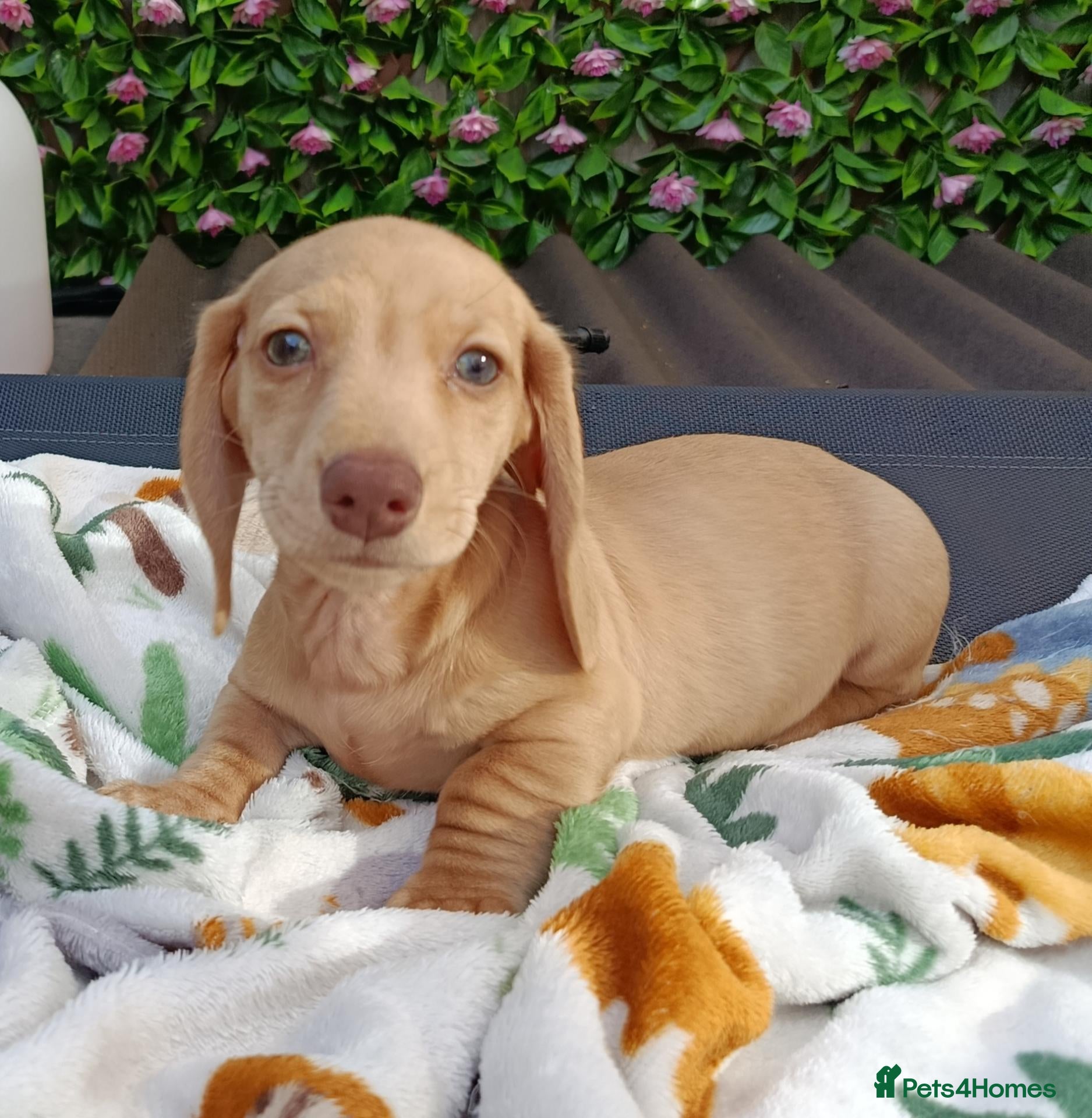 Miniature Dachshund dogs READY NOW MINI DAXI KC REG PRA CLEAR - Advert 1