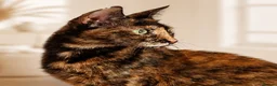 Mixed Breed cats for adoption: Siren - Advert 4