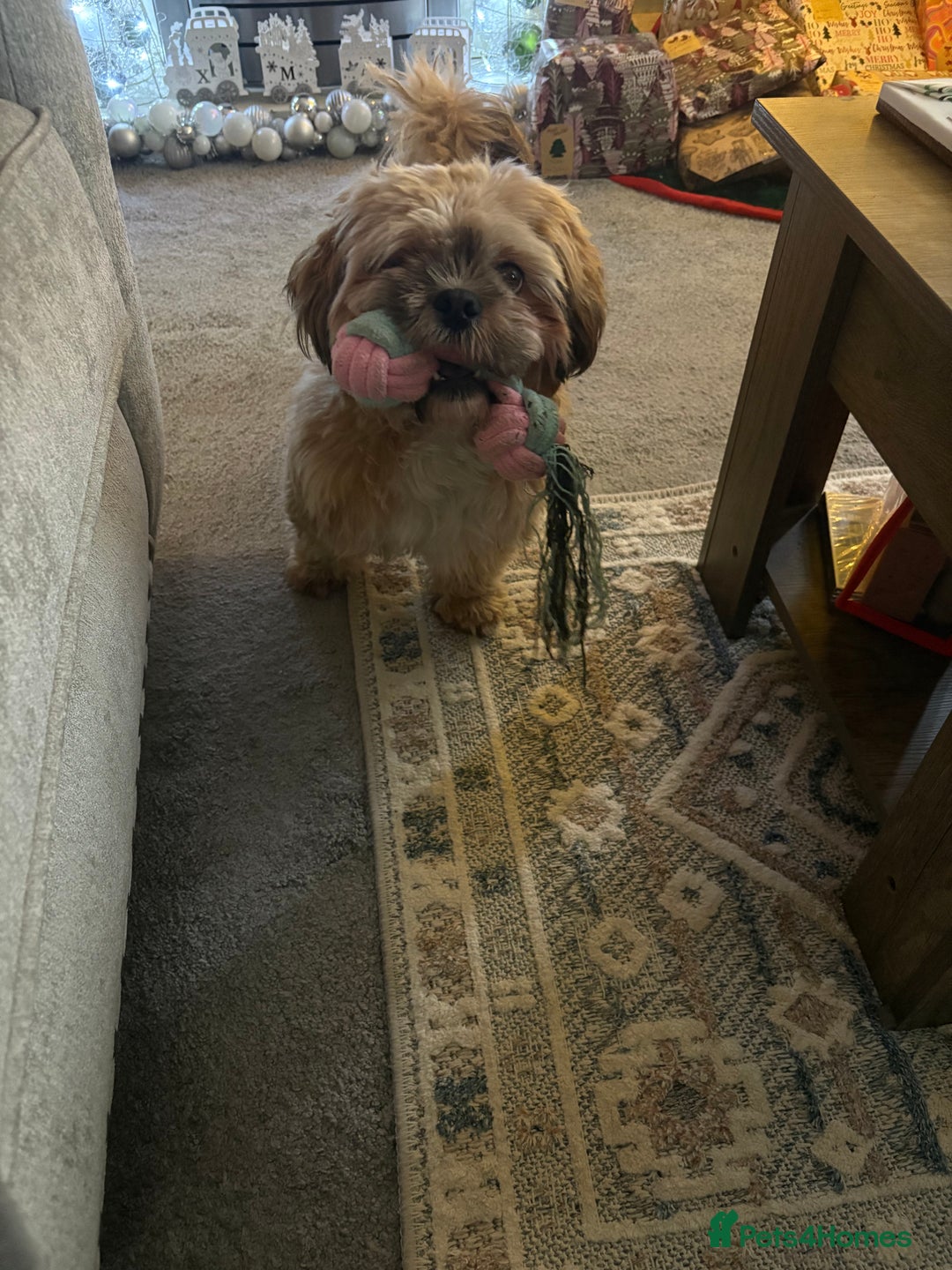 Mixed Breed dogs for sale: Male  - Advert 1