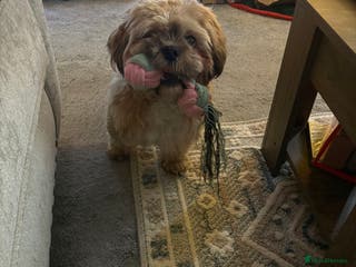 Mixed Breed dogs Male - Advert 1