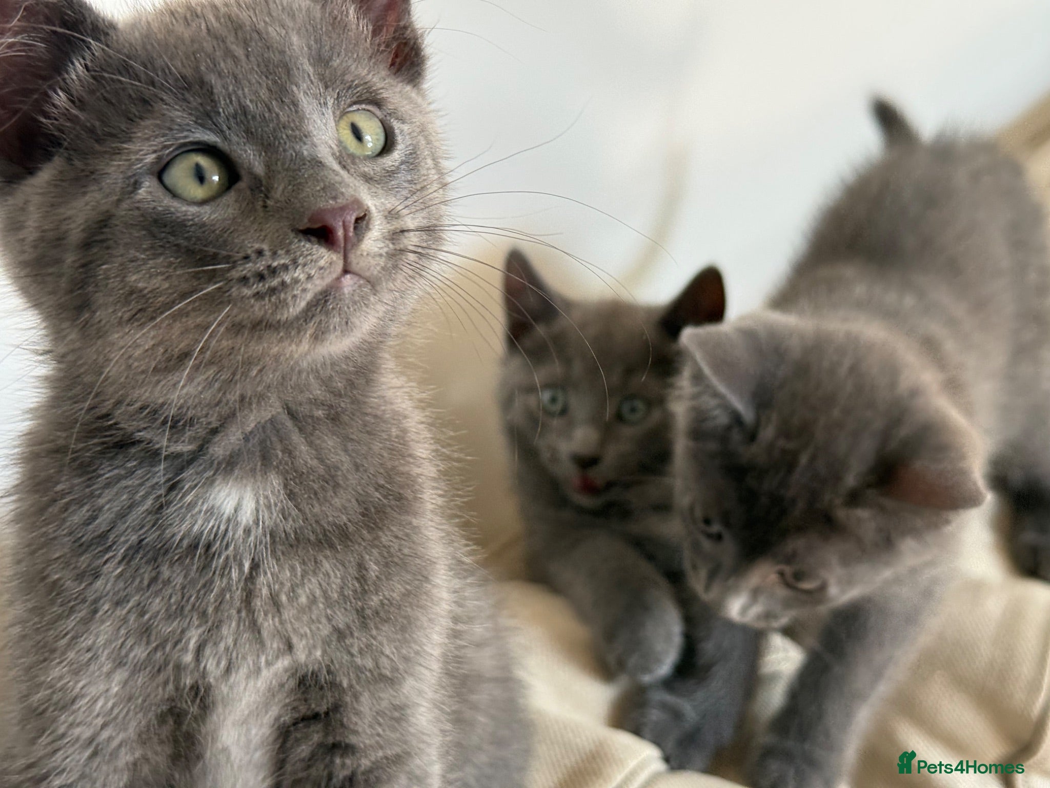 Russian Blue cats Russian blue kittens  - Advert 5