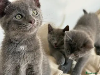 Russian Blue cats Russian blue kittens - Advert 5