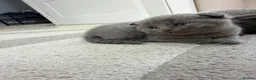 British Shorthair cats for sale: Kittens for sale - Advert 3