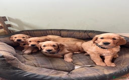 Golden Retriever dogs for sale: Gorgeous Working Type Golden Retriever Puppies  - Image 11