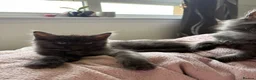 Maine Coon cats for sale: (Gone pending collection)  - Advert 3