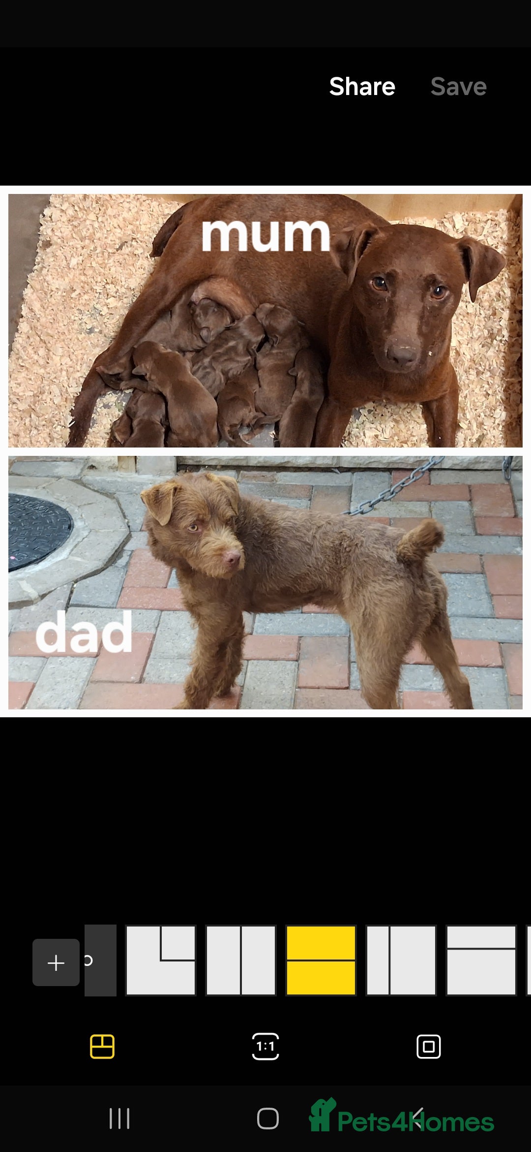 Patterdale Terrier dogs for sale: Chocolate Patterdale  - Image 3