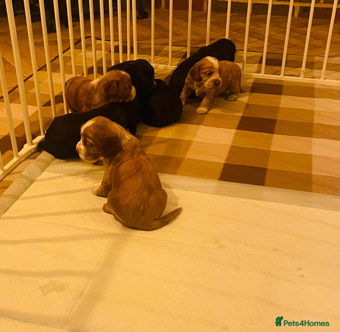 Cocker Spaniel dogs for sale: ❤️ Beautiful cocker spaniel puppies for sale ❤️ - Image 14