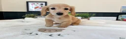 Miniature Dachshund dogs for sale: (3left, ready) Long haired miniature Dachshund  - Advert 21