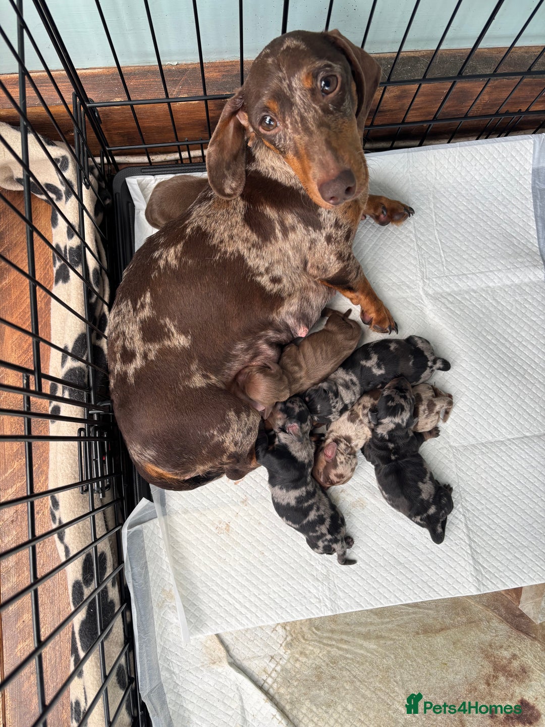 Dachshund dogs for sale: Gorgeous mini dachshund puppies!! - Image 17