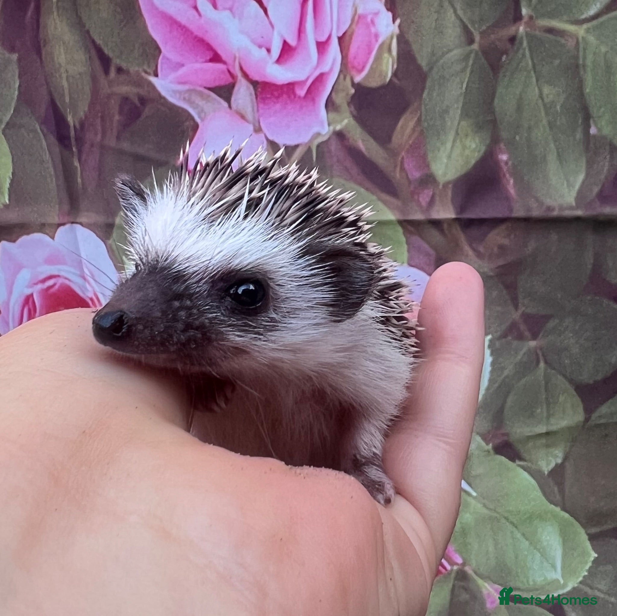 Pygmy Hedgehog rodents African Pygmy hedgehogs  - Advert 13