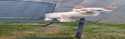 Bengal cats for sale: Pure Snow bengal  - Advert 1