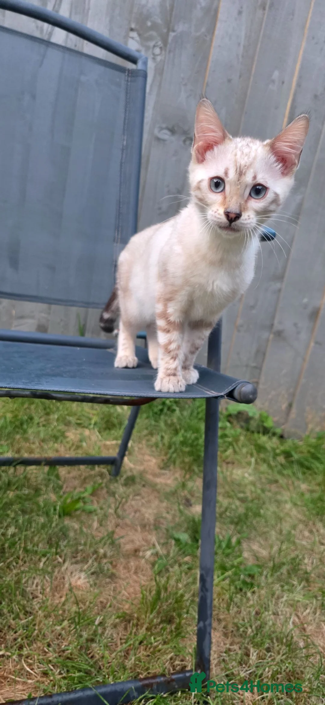 Bengal cats for sale: Pure Snow bengal  - Advert 1